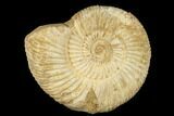 Jurassic Ammonite (Perisphinctes) Fossil - Madagascar #182007-1